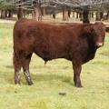 SOLD 2016 Yearling Bull 613