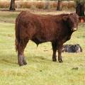 SOLD 2016 Yearling Bull 613