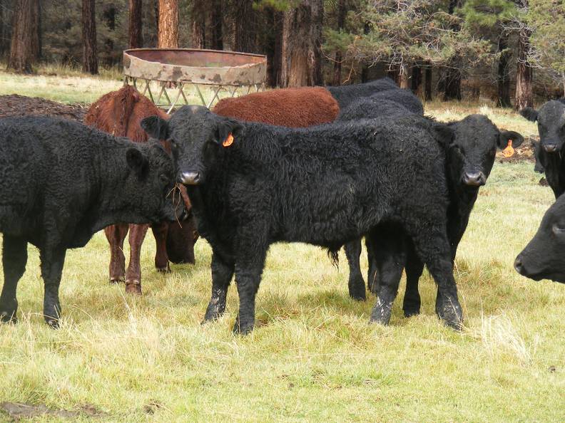 Herdsire 622 (942) Weaner Bull  2016