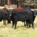 Herdsire 622 (942) Weaner Bull  2016