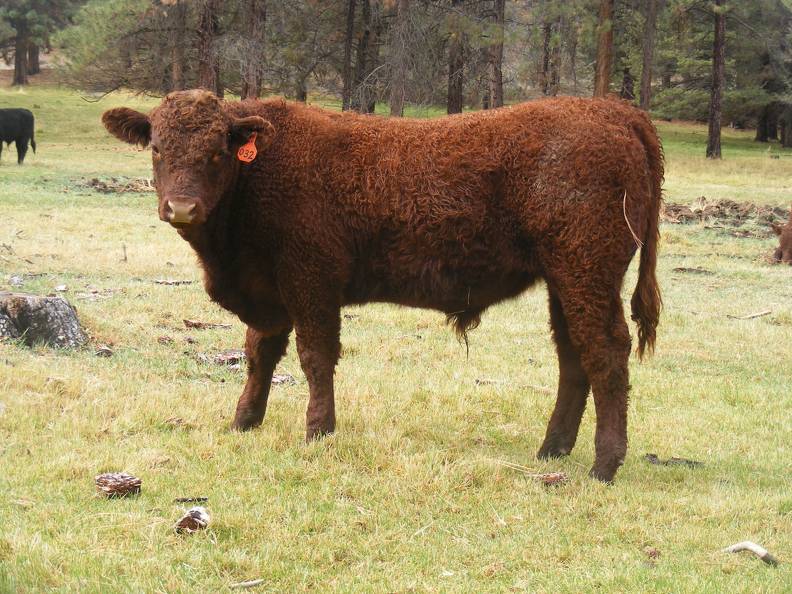 SOLD 2016 Yearling Bull 032