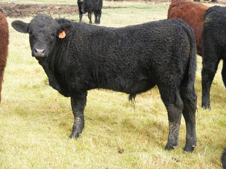 SOLD 2016 Yearling Bull 773