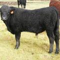 SOLD 2016 Yearling Bull 773