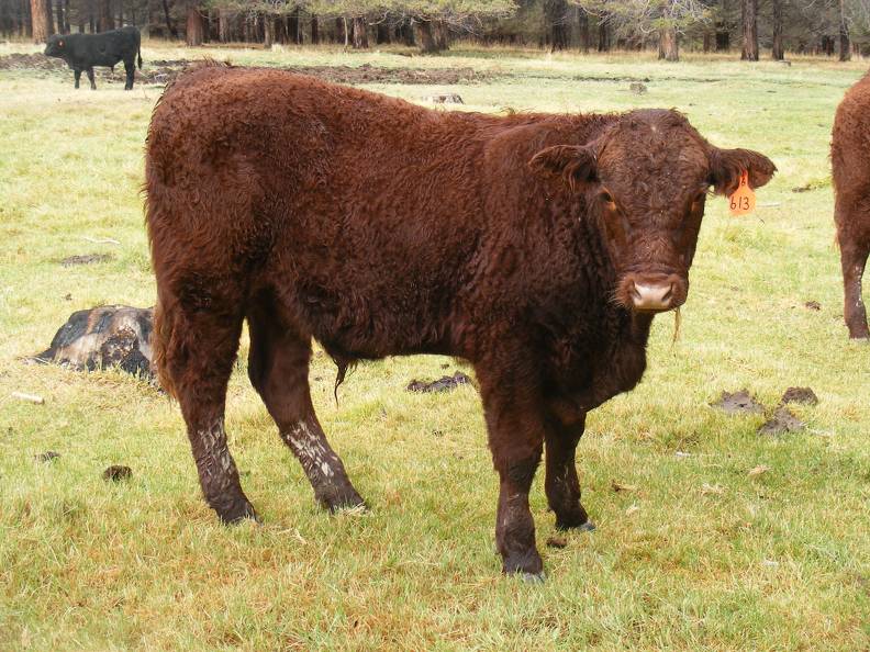 SOLD 2016 Yearling Bull 613