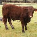 SOLD 2016 Yearling Bull 613