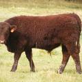 613 (833) Weaner Bull for Sale 2016