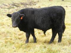 SOLD 2016 Yearling Bull 871