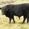 SOLD 2016 Yearling Bull 871