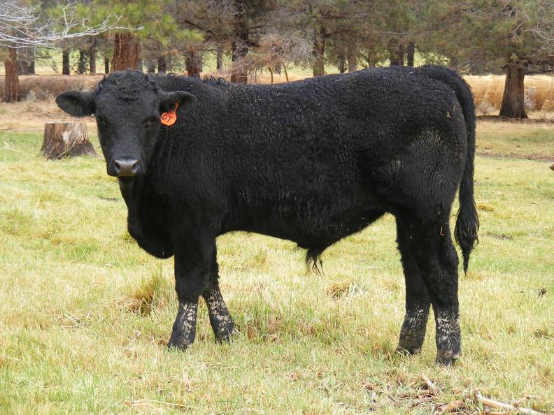 631 (0T) Weaner Bull for Sale 2016