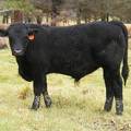 631 (0T) Weaner Bull for Sale 2016