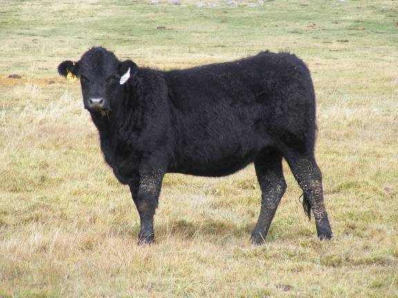  Bred Heifer October 2016