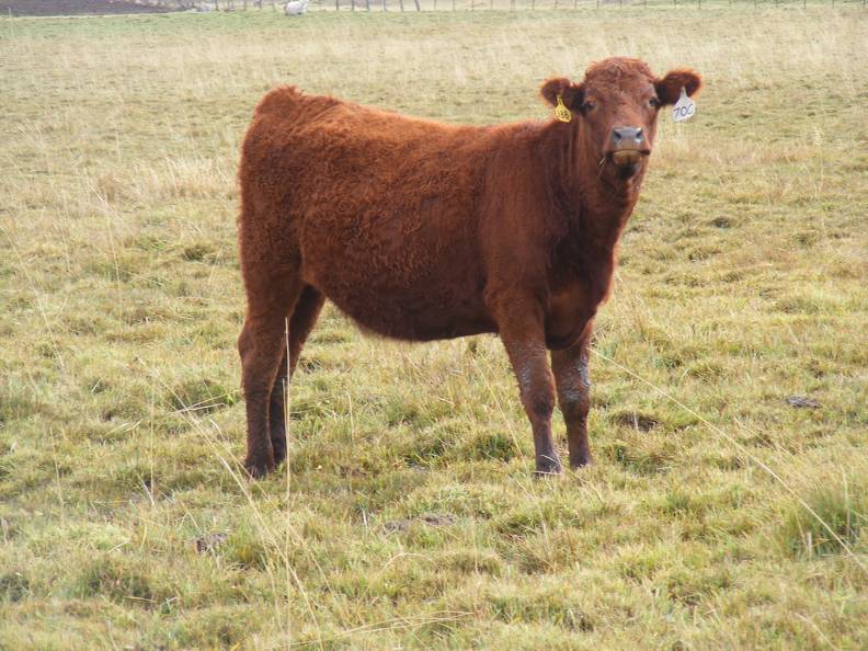  Bred Heifer October 2016