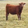  Bred Heifer October 2016