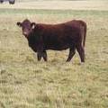  Bred Heifer October 2016