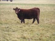  Bred Heifer October 2016