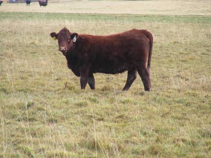  Bred Heifer October 2016