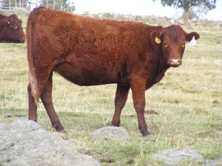  Bred Heifer October 2016