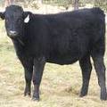  Bred Heifer October 2016