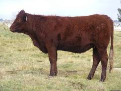  Bred Heifer October 2016