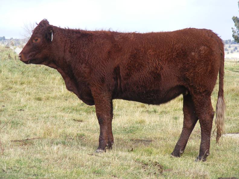  Bred Heifer October 2016