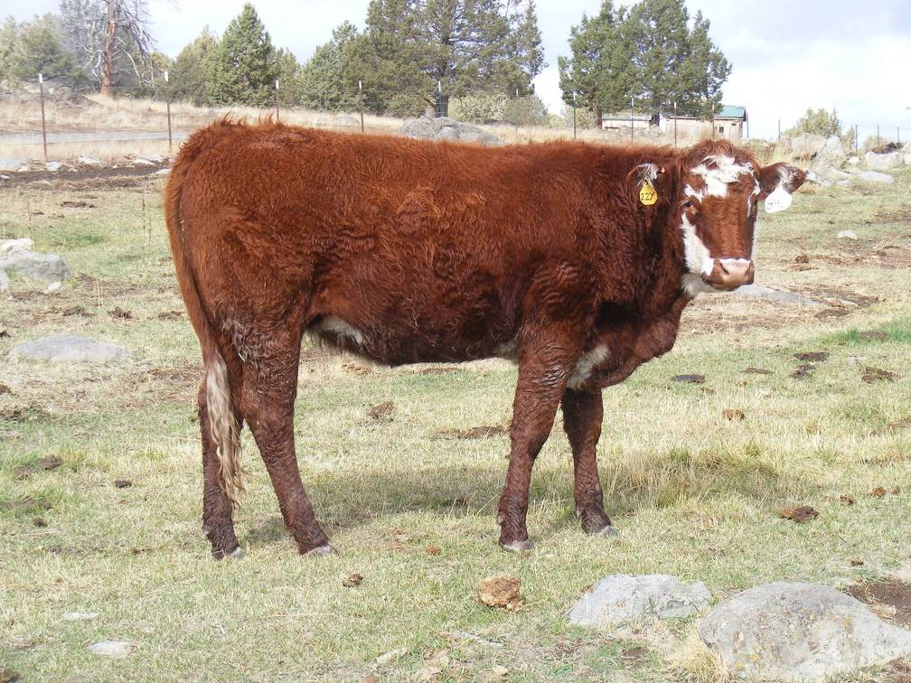  Bred Heifer October 2016