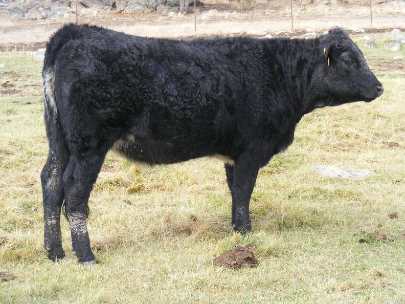  Bred Heifer October 2016