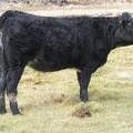  Bred Heifer October 2016