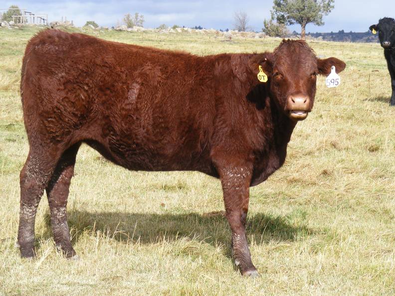  Bred Heifer October 2016