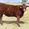  Bred Heifer October 2016