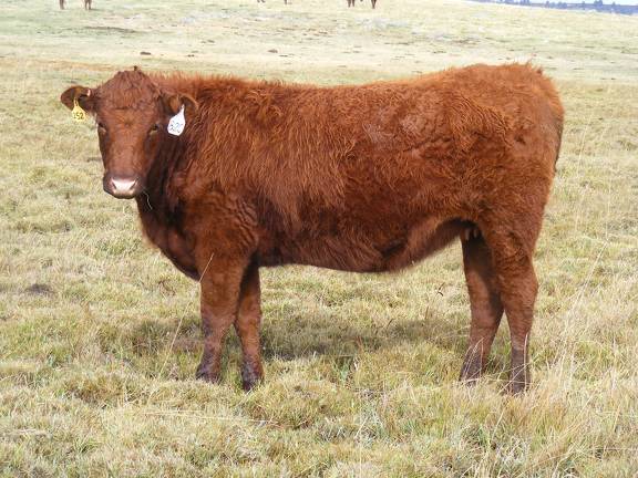  Bred Heifer October 2016