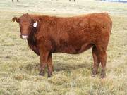  Bred Heifer October 2016