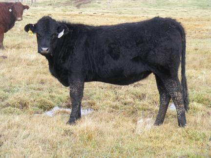  Bred Heifer October 2016