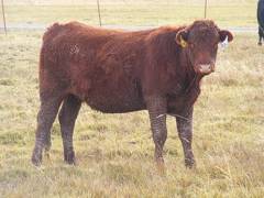  Bred Heifer October 2016