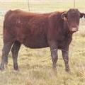  Bred Heifer October 2016