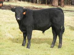 612 (53A) Horned weaner bull for sale 2016