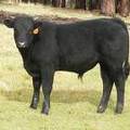 612 (53A) Horned weaner bull for sale 2016