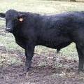 631 (0T) Weaner Bull for Sale 2016