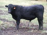 631 (0T) Weaner Bull for Sale 2016