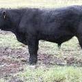 631 (0T) Weaner Bull for Sale 2016