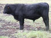 631 (0T) Weaner Bull for Sale 2016