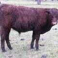 616 (10U) Weaner Bull for Sale 2016