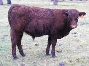 616 (10U) Weaner Bull for Sale 2016