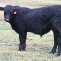 614 (016) Weaner Bull for Sale 2016