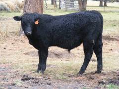 614 (016) Weaner Bull for Sale 2016