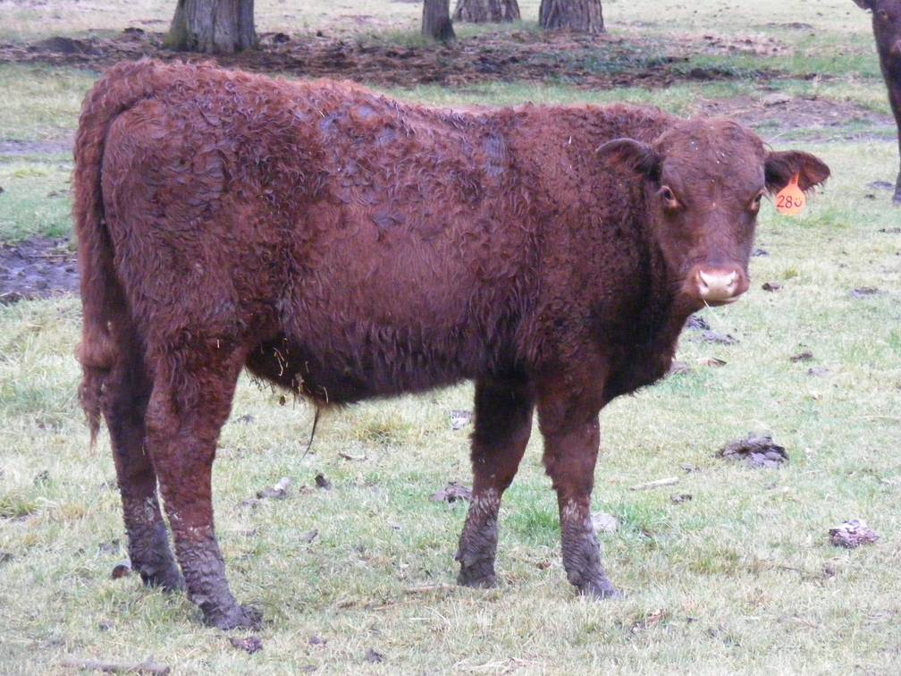 601 (28=) Weaner Bull for Sale 2016