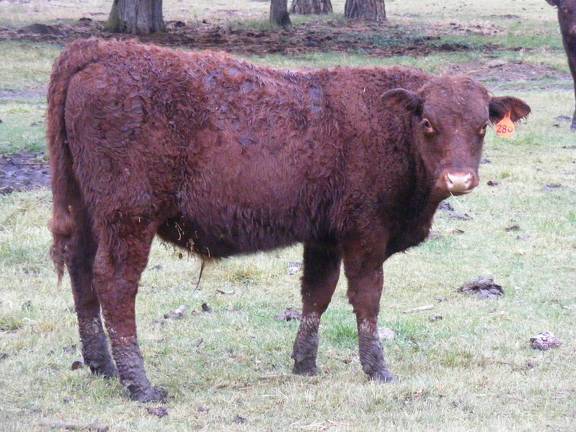 601 (28=) Weaner Bull for Sale 2016