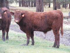 SOLD 2016 Yearling Bull 032