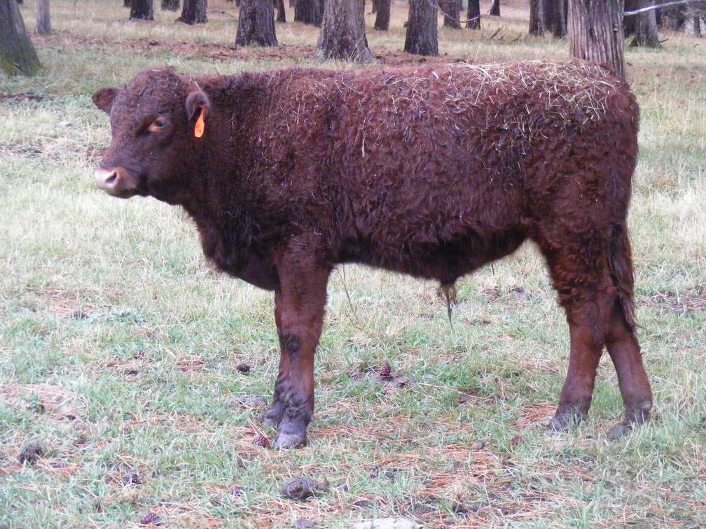 SOLD 615 (41W) Weaner Bull 2016