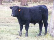 612 (53A) Horned Weaner Bull for Sale 2016