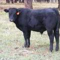 612 (53A) Horned Weaner Bull for Sale 2016